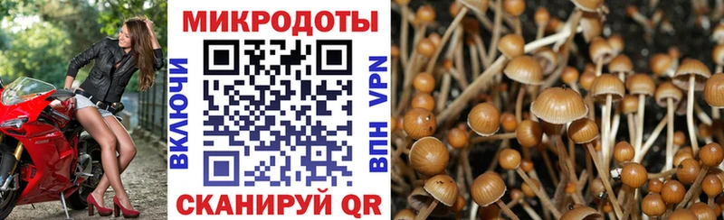 где продают наркотики  Чердынь  OMG зеркало  Псилоцибиновые грибы Cubensis 